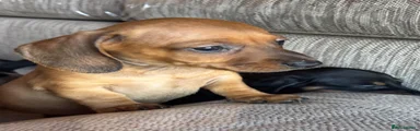 Miniature Dachshund 8