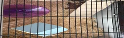 Hamster rodents for sale: Dwarf Hamster  in Wigan - Advert 2