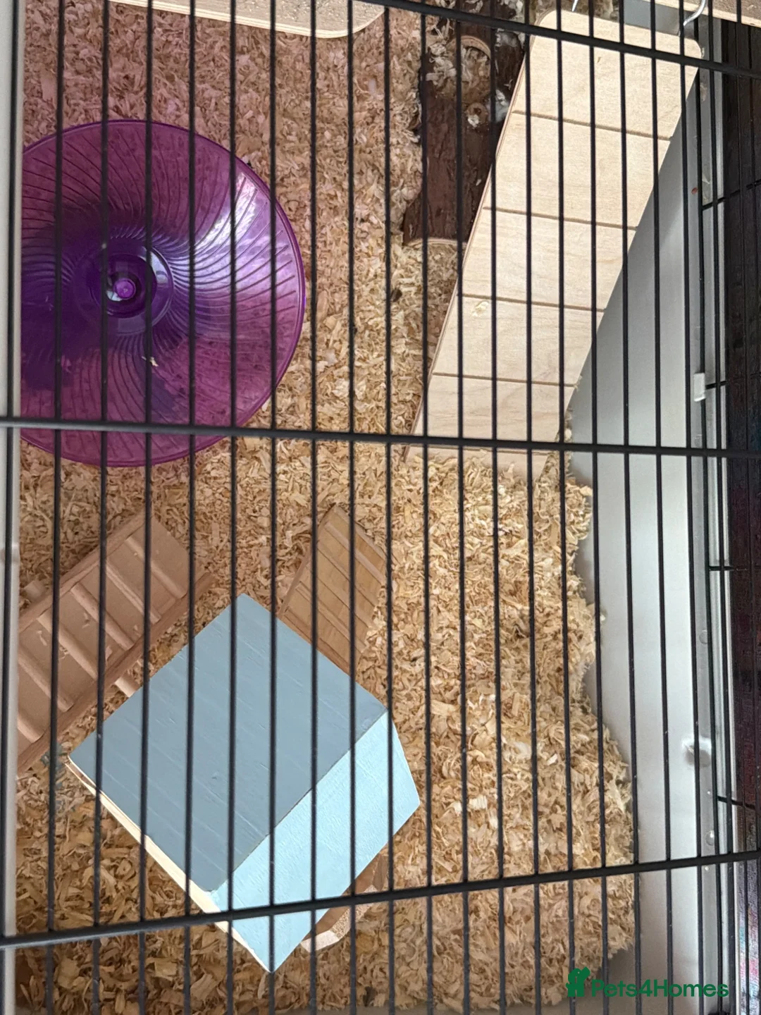 Hamster rodents for sale: Dwarf Hamster  in Wigan - Advert 2