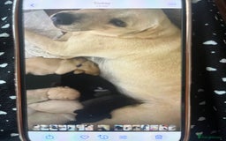Labrador Retriever dogs for sale: Labrador pups - Image 9