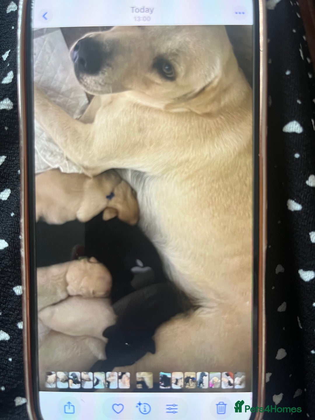 Labrador Retriever dogs for sale: Labrador pups - Image 9