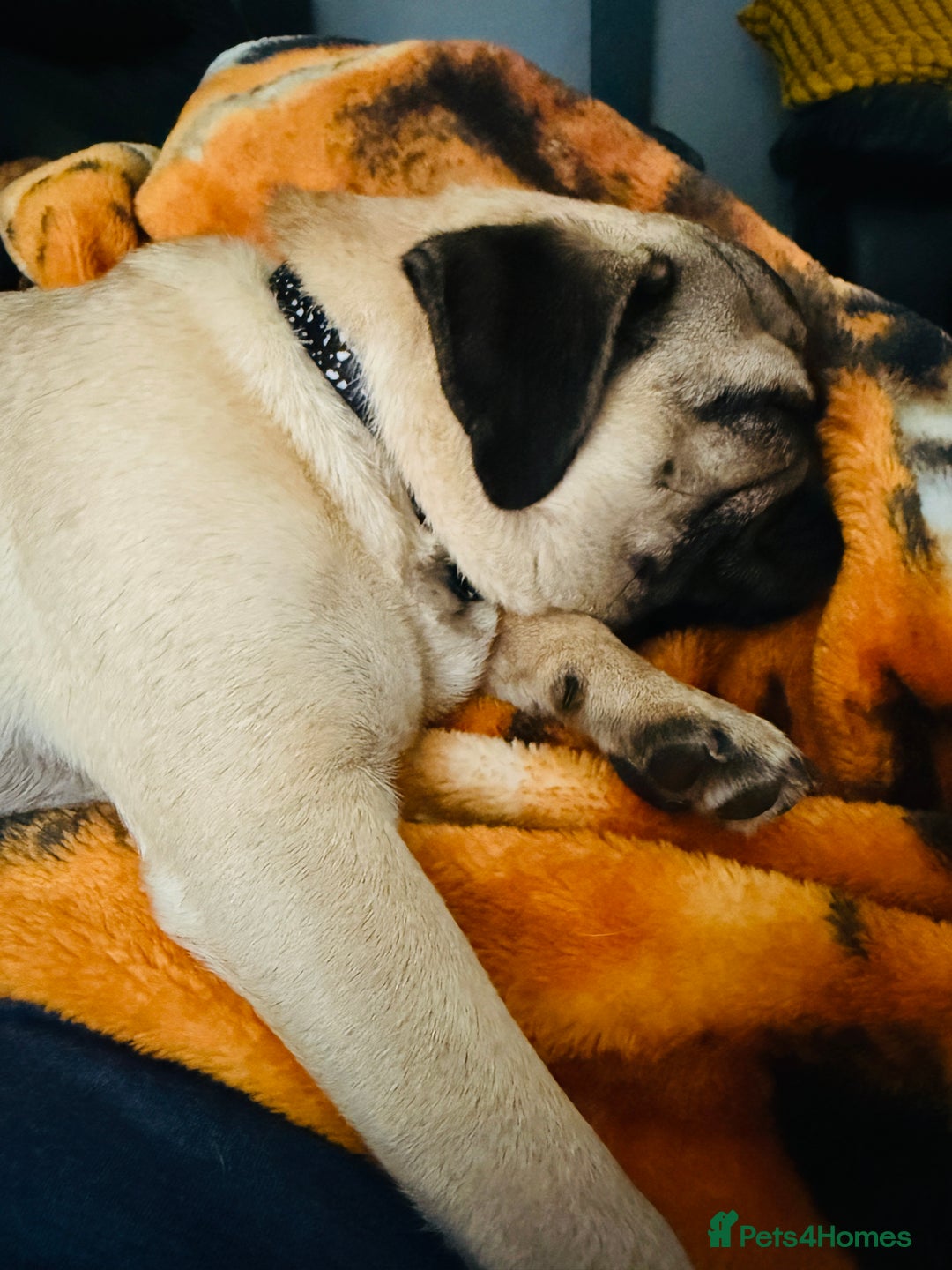 Pug dogs for sale: Beautiful boy  - Image 3