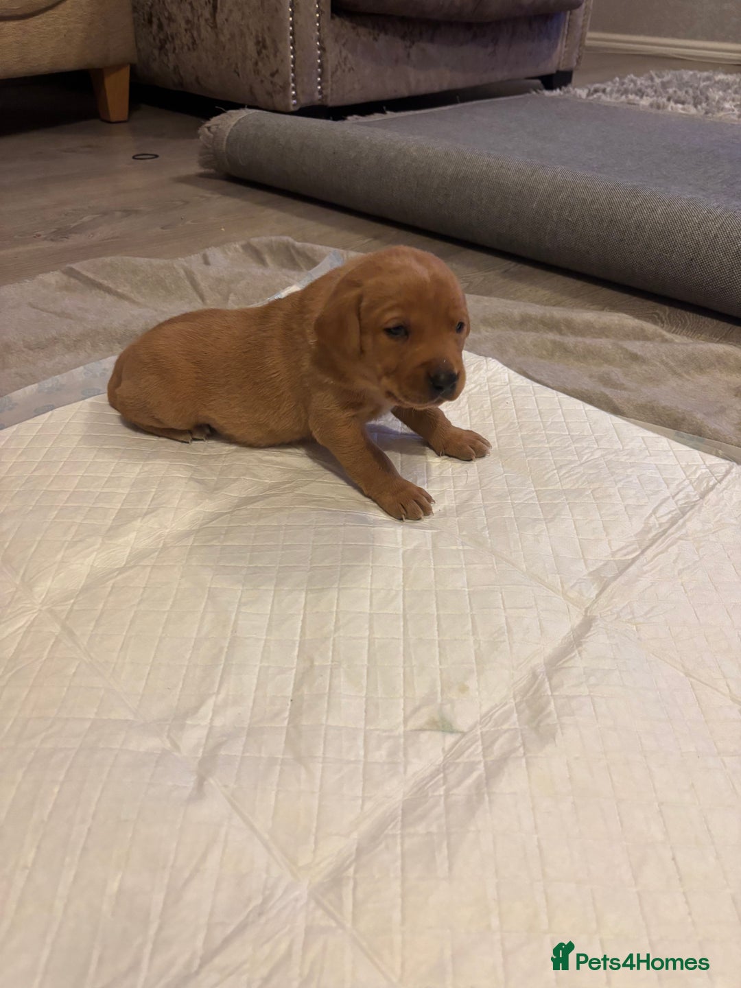 Labrador Retriever dogs for sale: 7 beautiful Labrador puppies red and black  - Advert 11