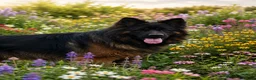 German Shepherd dogs for stud: ⭐️ Vonrocka tajfun ⭐️ - Advert 1