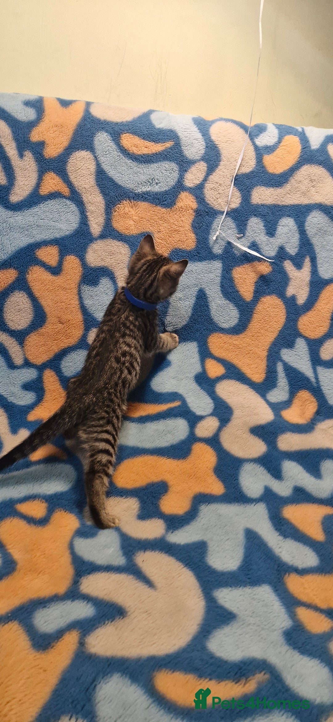 Bengal cats for sale: Bengal mix kittens for sale - Image 23