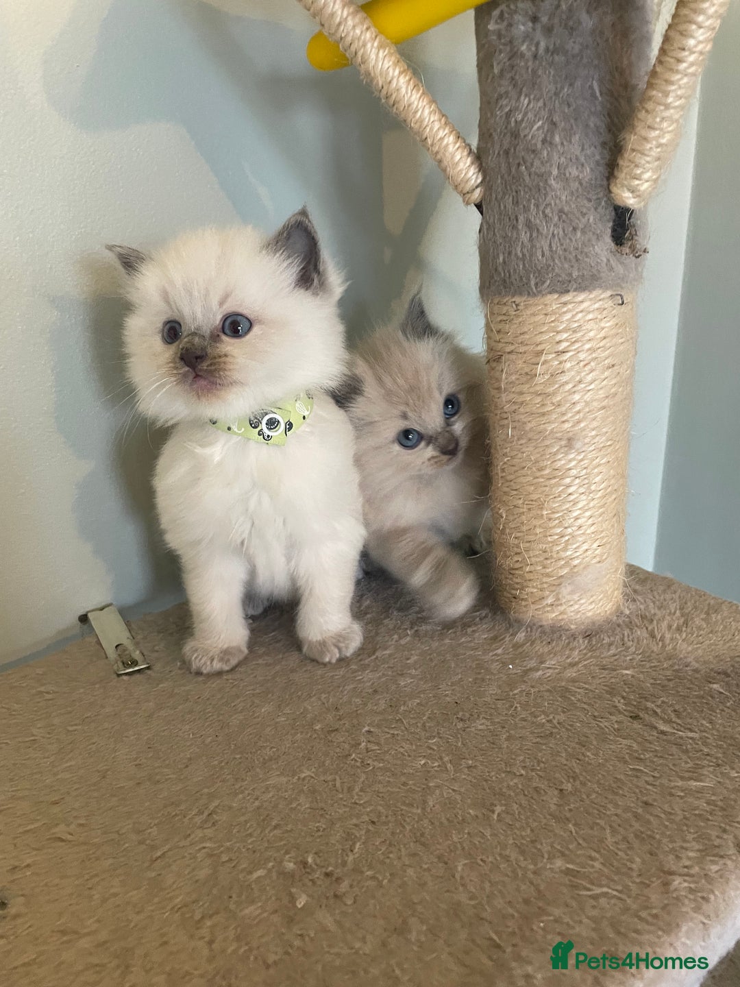 Ragdoll cats for sale: Blue and Pure Blue Mitted Ragdoll Kittens - Image 6