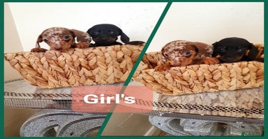 Miniature Dachshund dogs - Advert 2