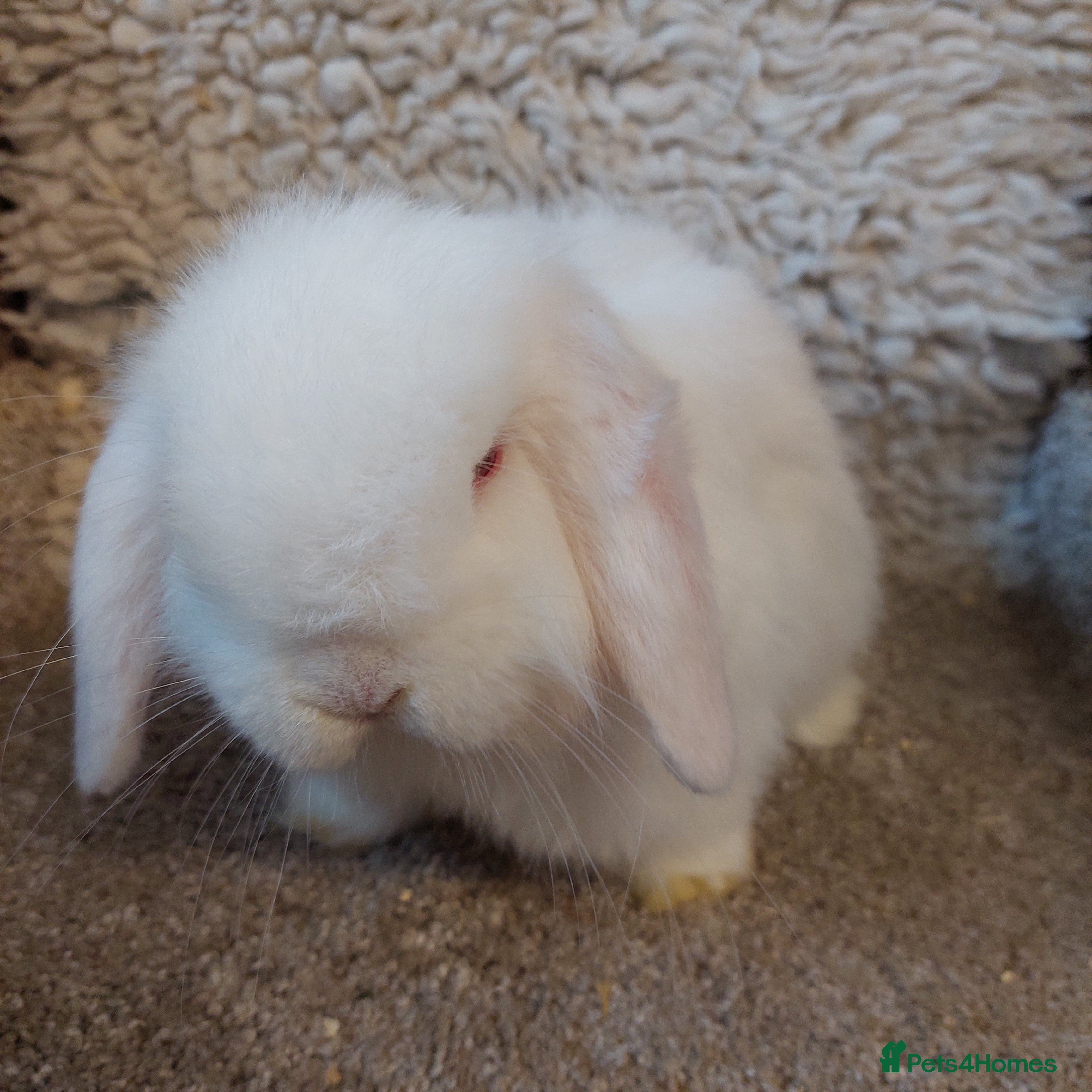 Mini Lop rabbits  Last 2Minilop babys ready to reserve  - Advert 20