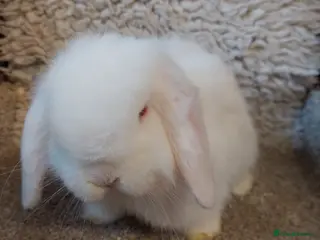 Mini Lop rabbits Last 2Minilop babys ready to reserve - Advert 20