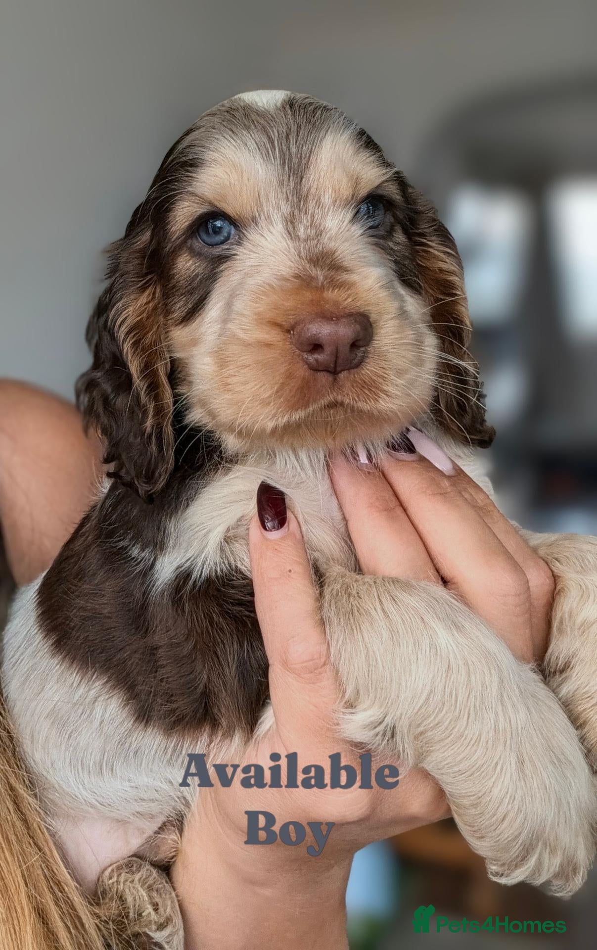 Cocker Spaniel dogs for sale: Show Cocker Spaniel Puppies Chocolate - Advert 12