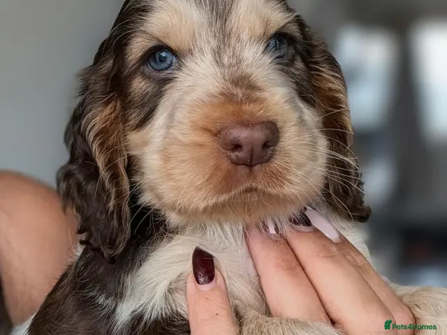 Cocker Spaniel dogs for sale: Show Cocker Spaniel Puppies Chocolate - Advert 18