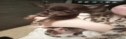 Chihuahua dogs for sale: Chocolate and tan Chihuahua puppies - Advert 10