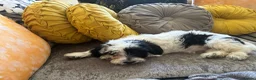 Mixed Breed dogs for sale: Puppies hair don’t fall out look like cocker poo  - Advert 11