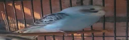 Budgerigars birds for sale: Baby Budgies (no offers) - Advert 12