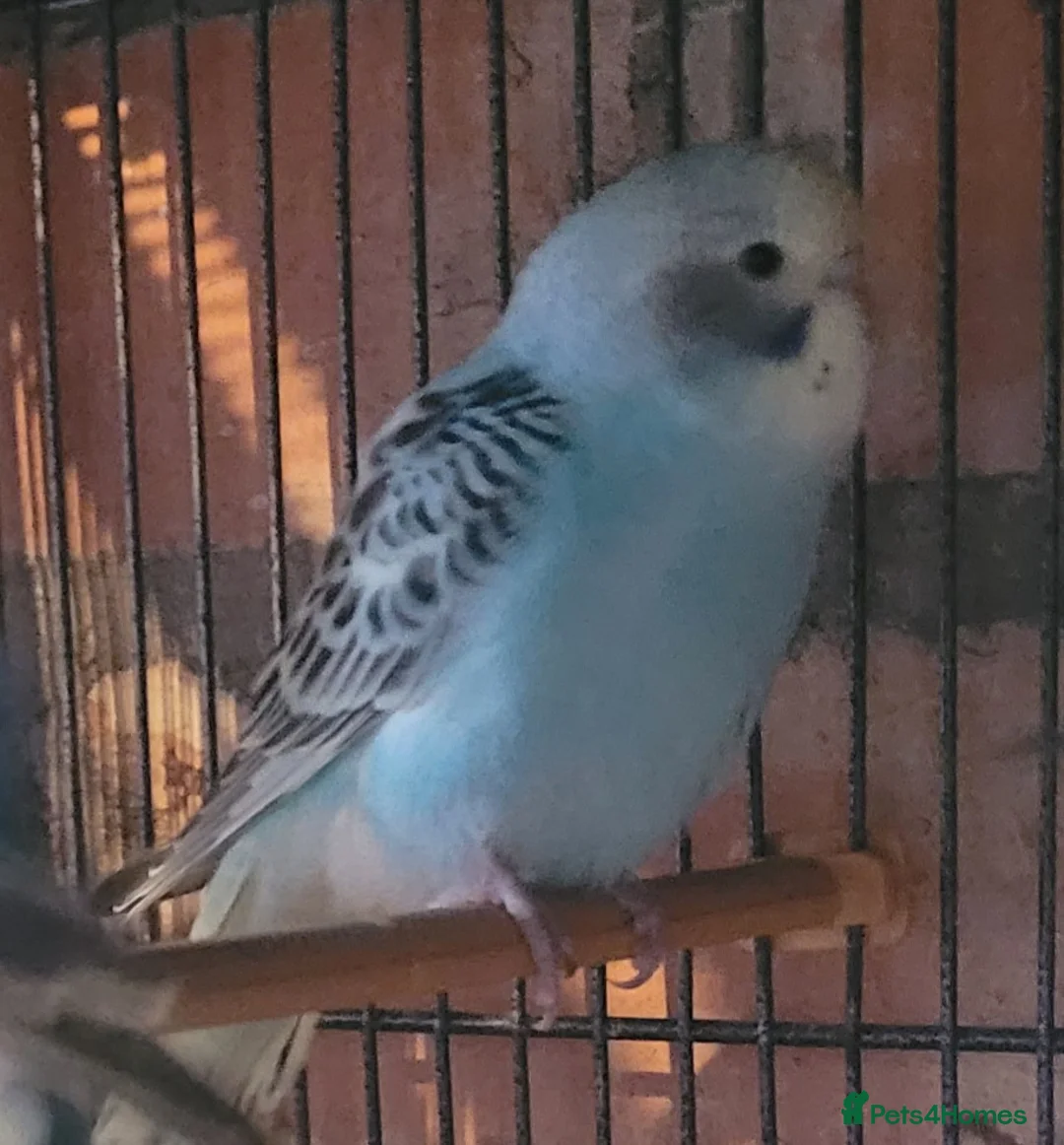 Budgerigars birds for sale: Baby Budgies (no offers) - Advert 12
