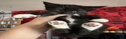 Mixed Breed cats for sale: Three beautiful little girls  - Advert 9