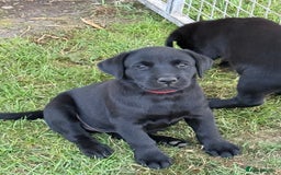 Labrador Retriever dogs for sale: Beautiful Labrador pups, Ready to go!  - Image 32