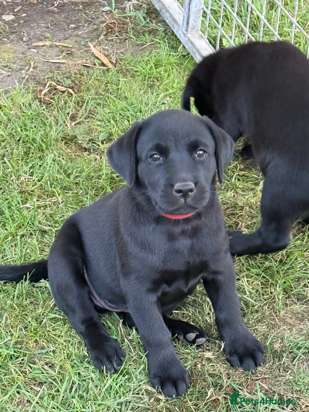 Labrador Retriever dogs for sale: Beautiful Labrador pups, Ready to go!  - Image 32