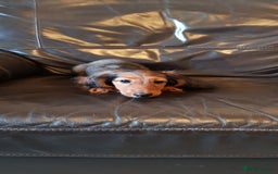 Miniature Dachshund dogs for sale: Miniature longhaired Dashchounds  - Image 4