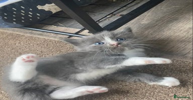 Ragdoll cats - Advert 9