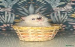 Ragdoll cats for sale: 🐱 💖 Stunning Ragdoll Kittens 💖 🐱  - Image 9