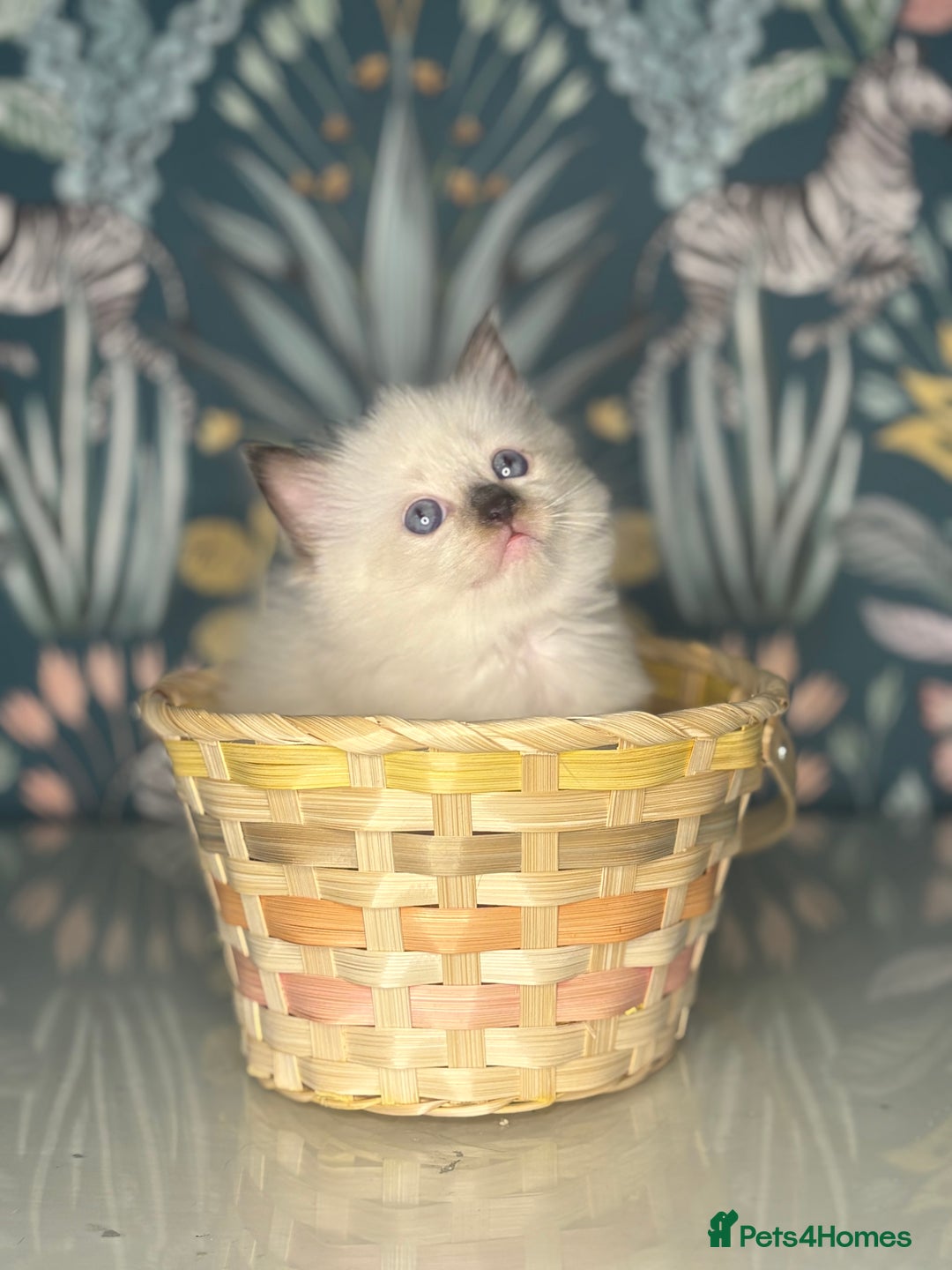 Ragdoll cats for sale: 🐱 💖 Stunning Ragdoll Kittens 💖 🐱  - Image 9