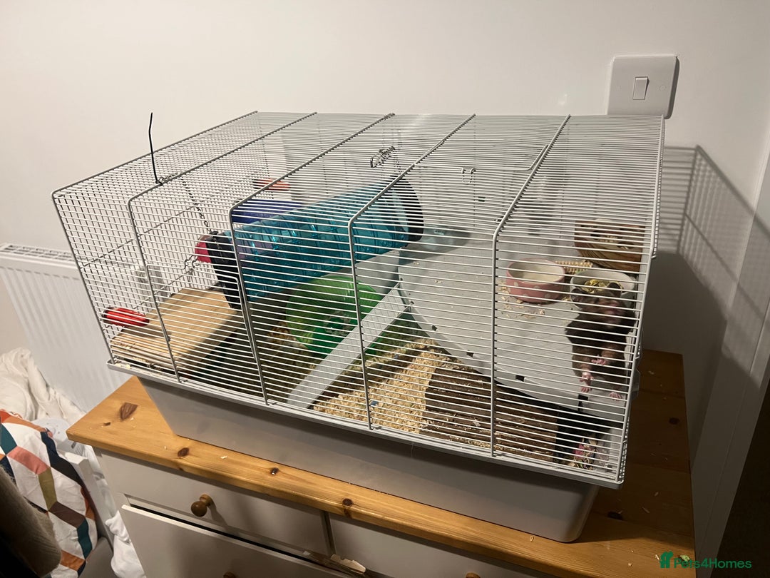Hamster rodents for sale: Hamster setup - Image 2