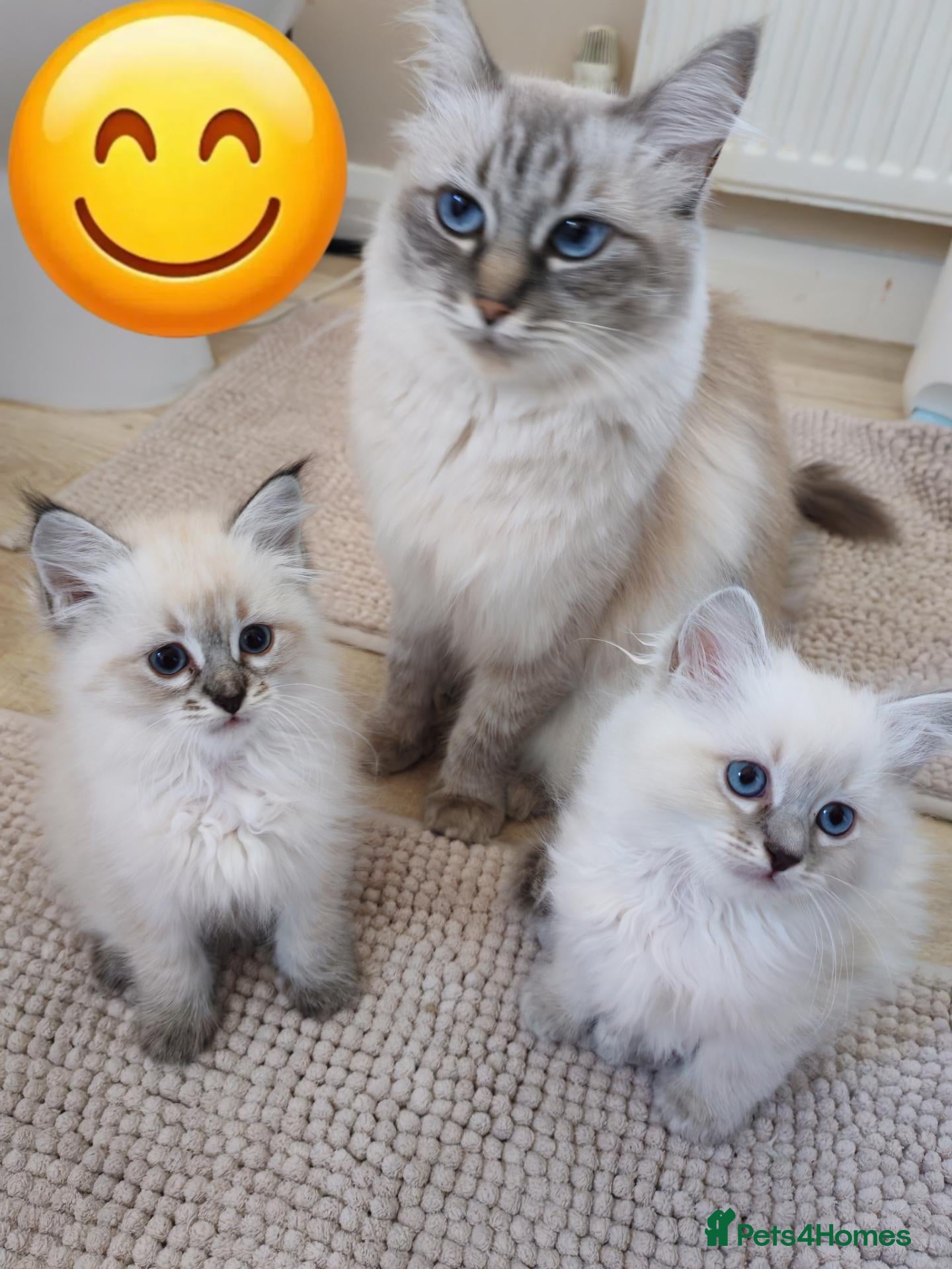 Siberian cats Sibirian Neva Masquerade kittens  - Advert 8