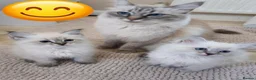 Siberian cats for sale: Sibirian Neva Masquerade kittens  - Advert 1