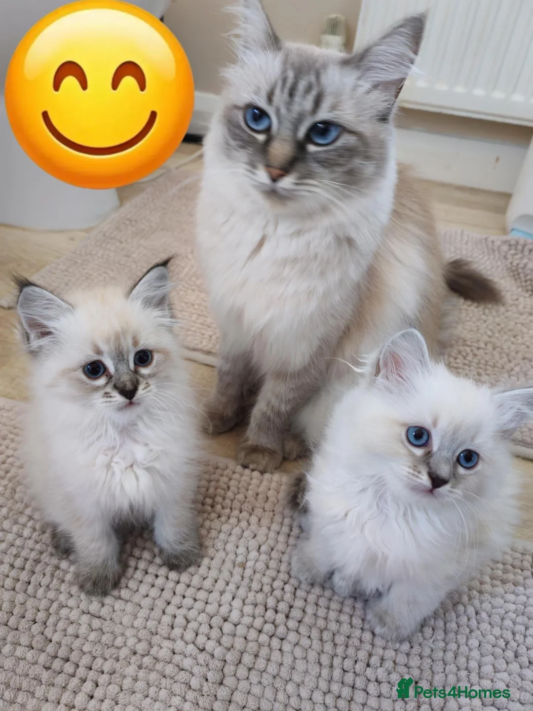 Siberian cats for sale: Sibirian Neva Masquerade kittens  - Advert 1