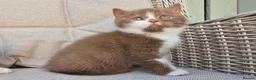 British Shorthair cats for sale: Stunning British Shorthair Kittens  - Advert 9