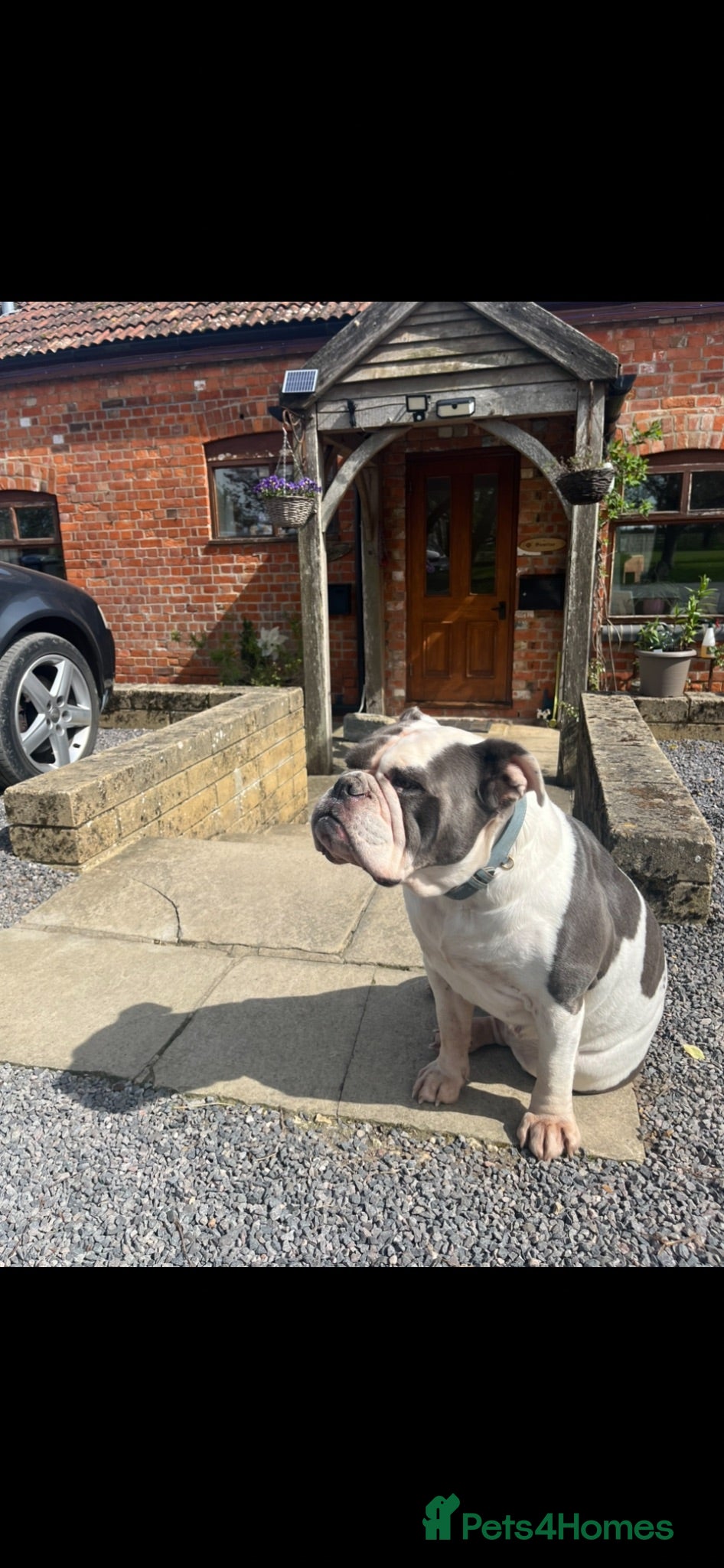 Olde English Bulldogge dogs Olde English Bulldog - Advert 2