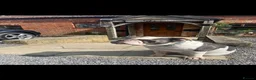 Olde English Bulldogge dogs for sale: Olde English Bulldog in Trowbridge - Advert 1
