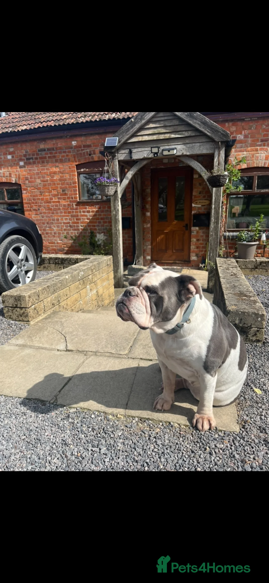 Olde English Bulldogge dogs for sale: Olde English Bulldog in Trowbridge - Advert 1