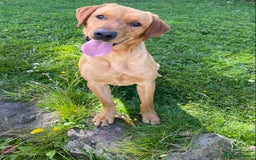 Labrador Retriever dogs for stud: fox Red extensively health tested 0-0 hips in Swansea - Image 3