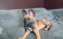 Belgian Shepherd Dog dogs for sale: Belgian malinois puppies for sale  - Image 17