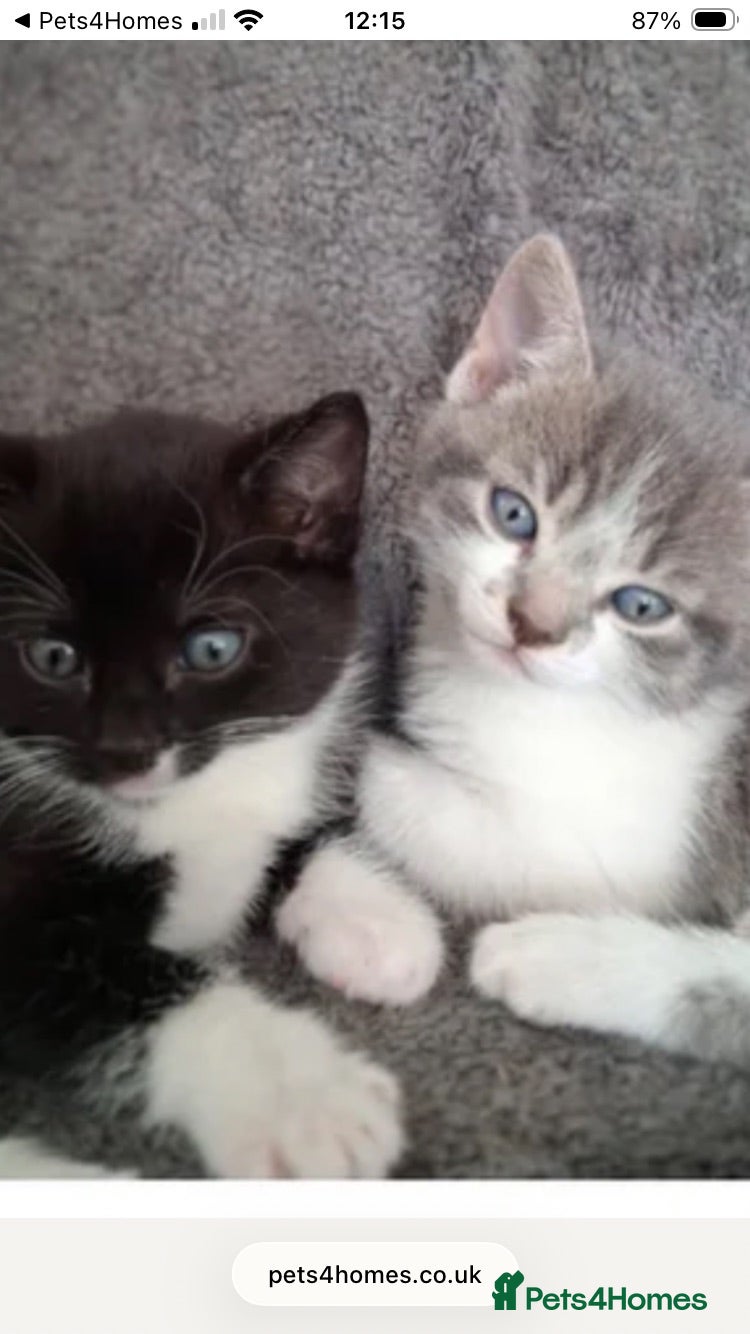Mixed Breed cats Beautiful loving little kitties - Advert 16