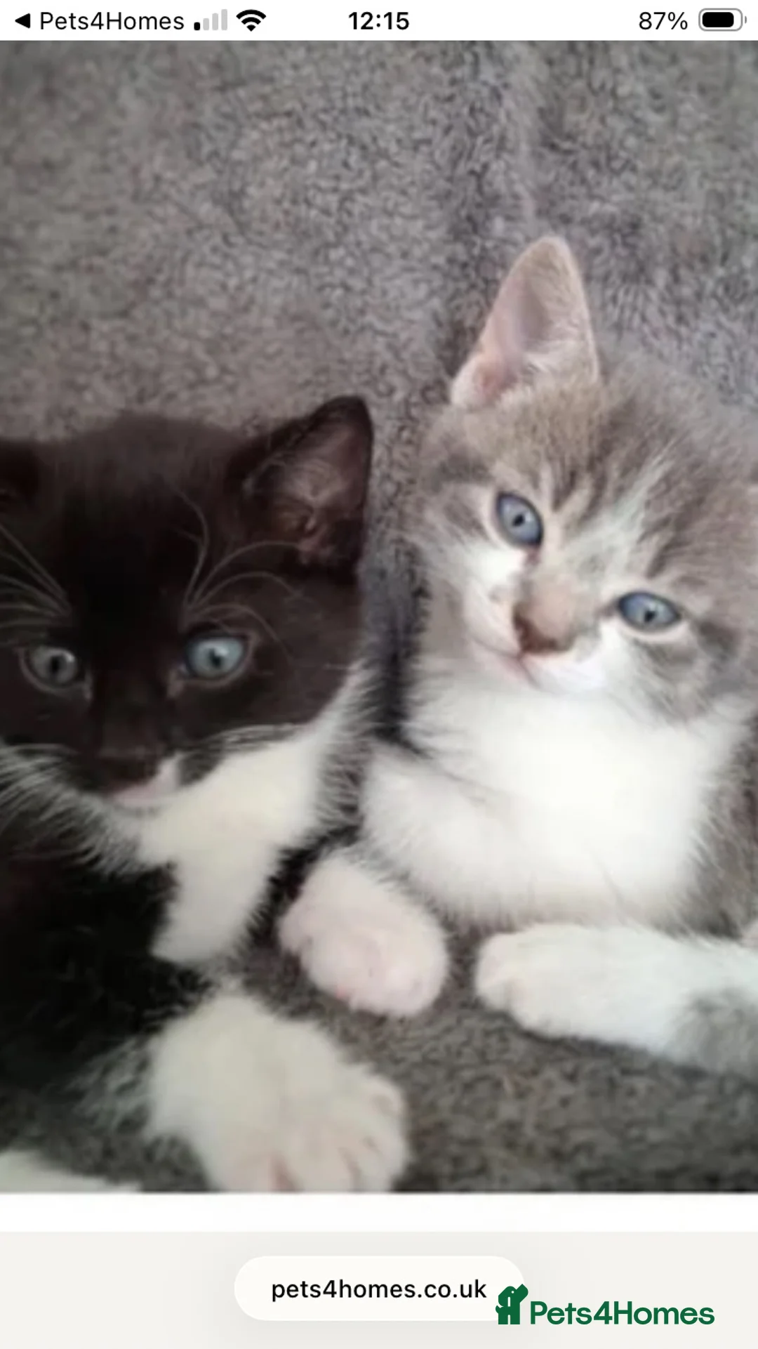 Mixed Breed cats for sale: Beautiful loving little kitties - Advert 1