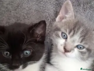 Mixed Breed cats Beautiful loving little kitties - Advert 16