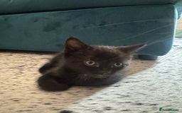 Mixed Breed cats for sale: 2 Kittens for Sale - Image 4