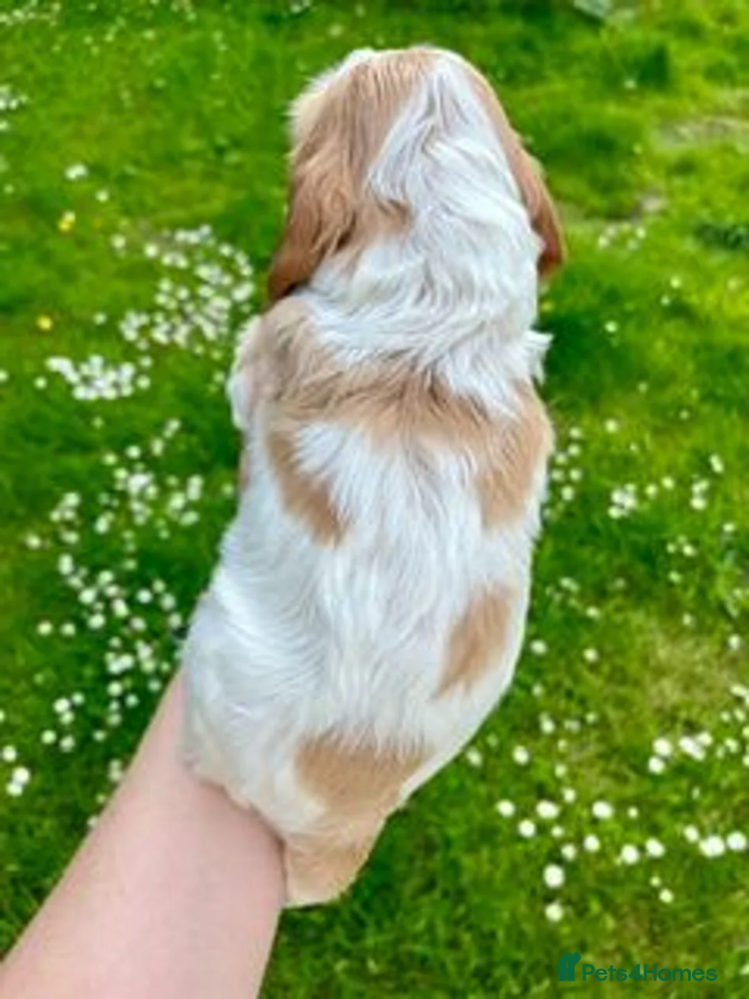 Cocker Spaniel dogs for sale: Show Cocker Spaniel Puppies for sale - Advert 12