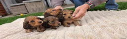 Miniature Dachshund dogs for sale: Miniature longhaired dachshund shaded cream girls in Cambridge - Advert 19