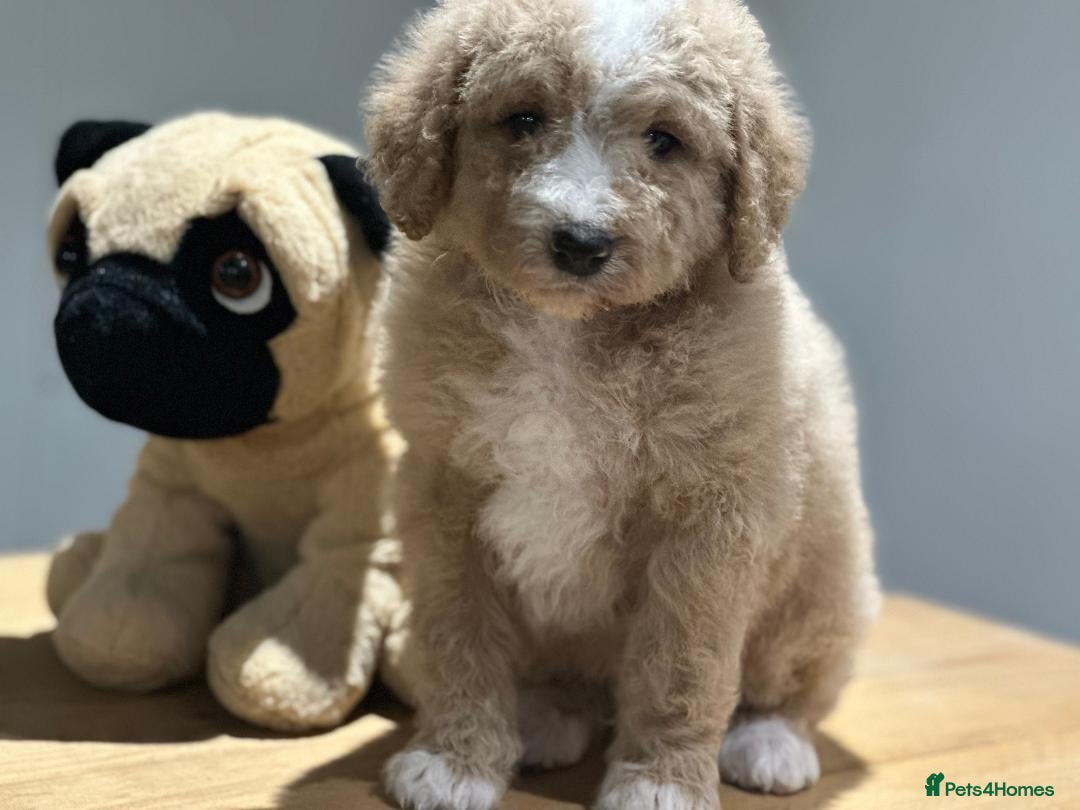 Mixed Breed dogs for sale: F1B SAINTBERNADOODLE BOYS AND GIRLS - Image 4