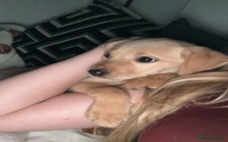 Labrador Retriever dogs for sale: Rehoming Puppy - Image 1