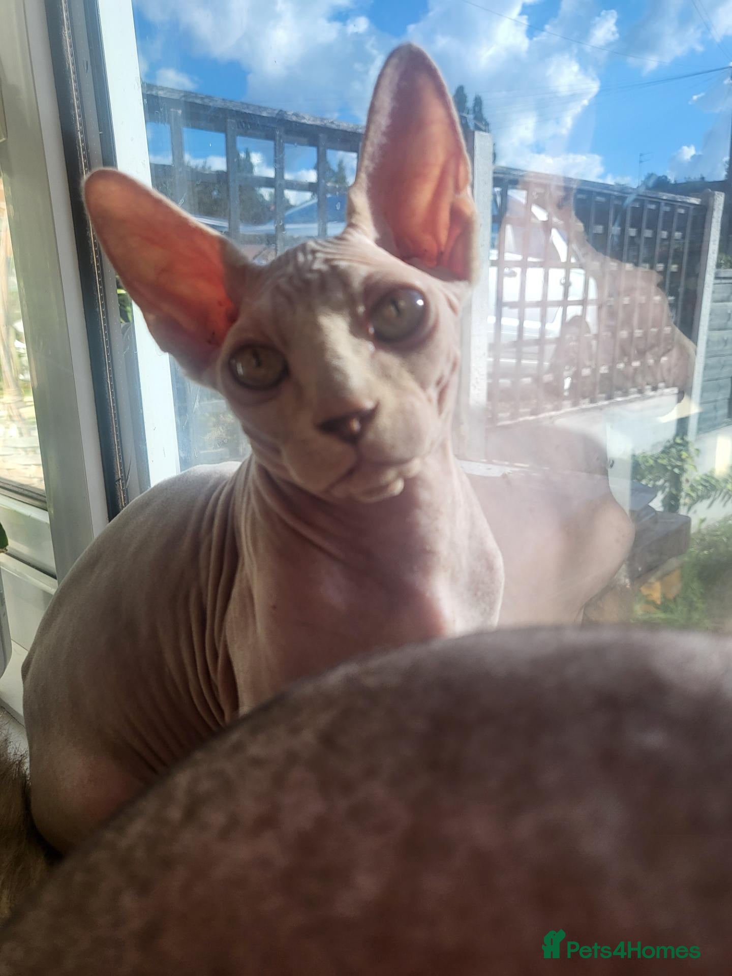 Sphynx cats Last boy !! Final reduce price🐾 - Advert 18