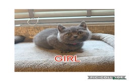 British Shorthair cats for sale: British short hair kittens  - Image 5
