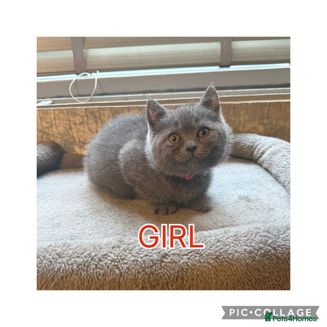 British Shorthair cats for sale: British short hair kittens  - Image 5