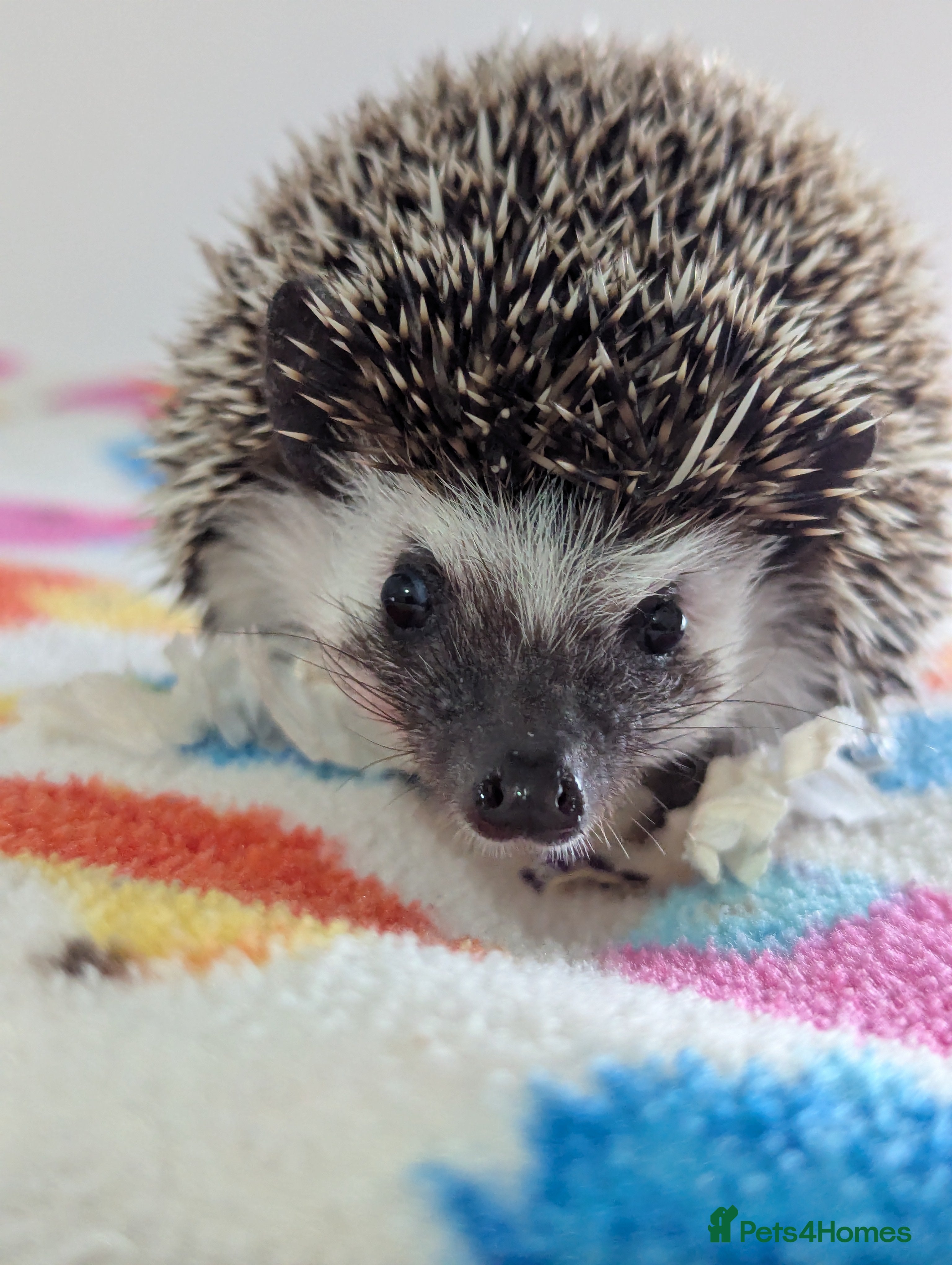 Pygmy Hedgehog rodents Beautiful Female Hoglet /Ready Now/Reduced!! - Advert 9