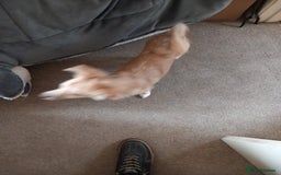 Mixed Breed dogs for sale: Puppy - Image 3