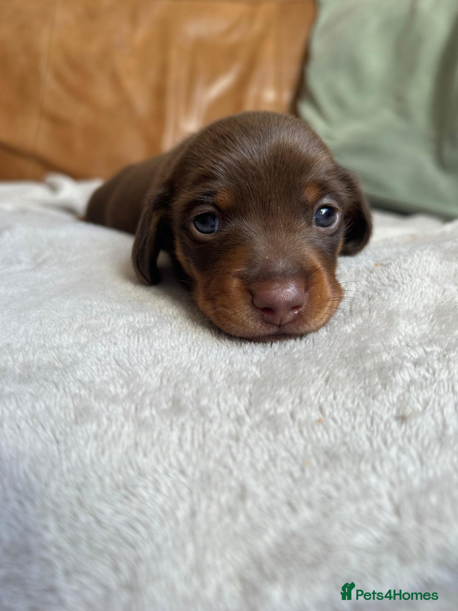 Miniature Dachshund dogs Gorgeous miniature dachshund  - Advert 13